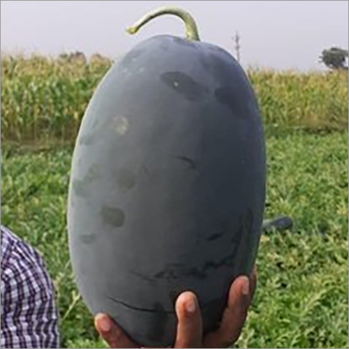 Tiger King F1 Watermelon Seeds