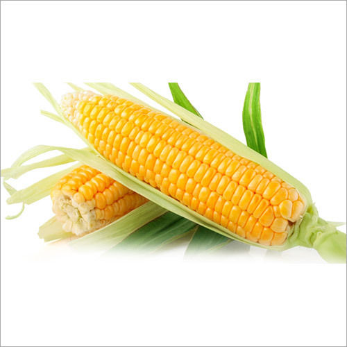 Dried Fresh Corn