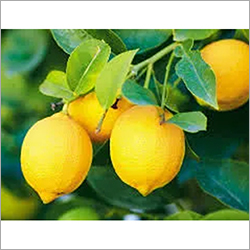 Fresh Lemon