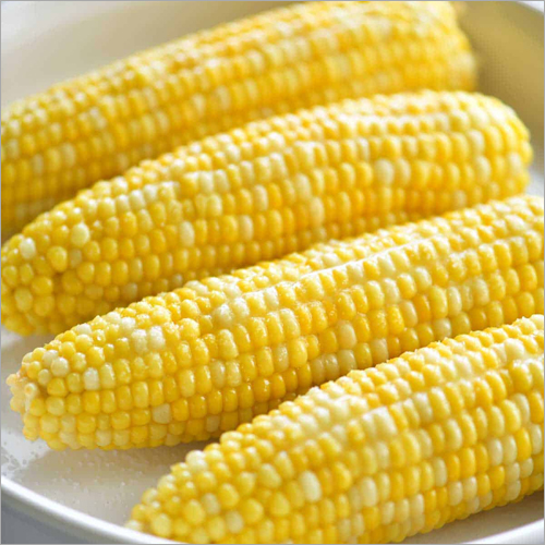 Fresh Sweet Corn
