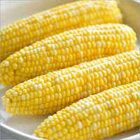 Fresh Sweet Corn