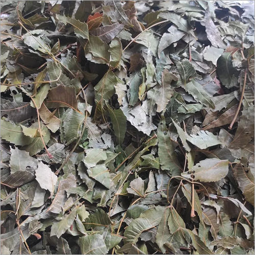 Dry Neem Leaves