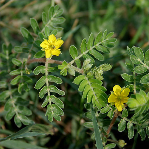 Green Tribulus Terrestris