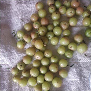 Fresh Green Amla