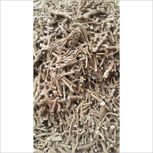 Dry Punarnava Root Shelf Life: Long Years