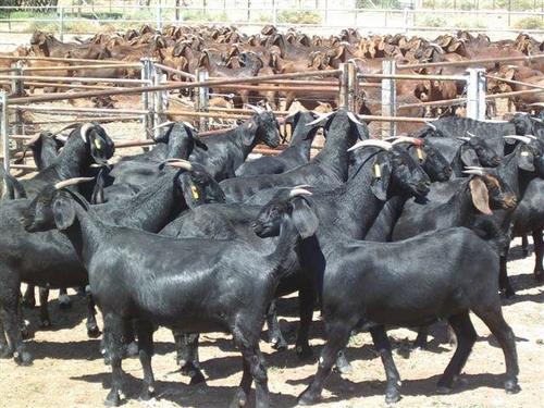 Livestock Black Bengal Goat And Other Kinds Of Lives Goat For Sale at