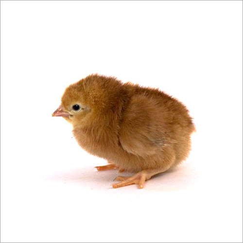 RIR Chick