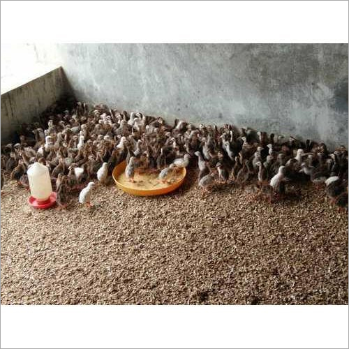 Guinea Fowl Chick