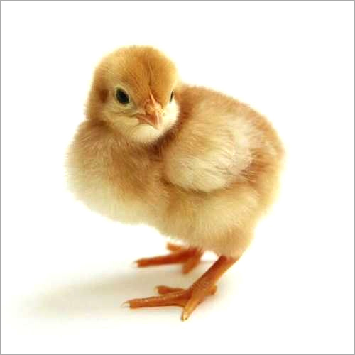 DP Cross Chick