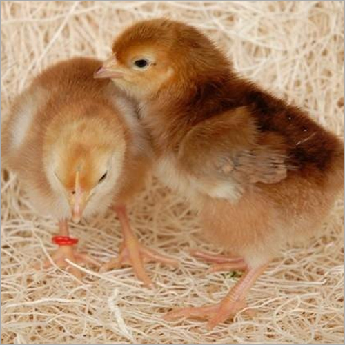 Sonali Chicks