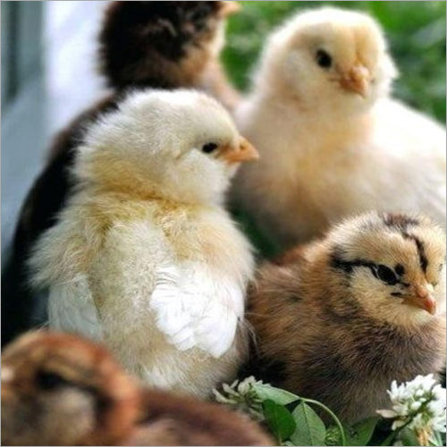 Vanraja Farm Chick