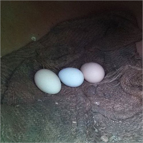 Country Hatching Egg