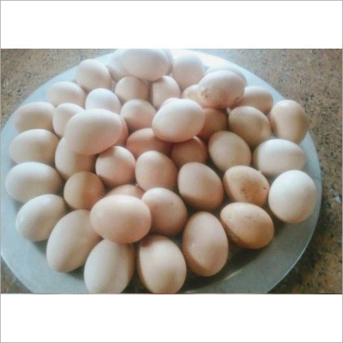 Kadaknath Chicken Hatching Egg By GREEN N FRESH FARMS