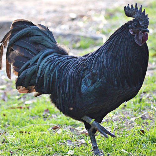 Poultry Kadaknath Chicken Gender: Both