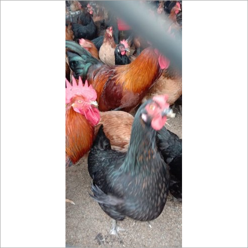 Poultry Country Chicken