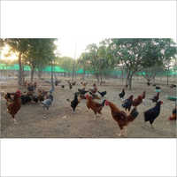 Poultry Natukodi Chicken