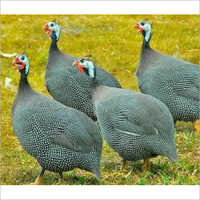 Poultry Guinea Fowl