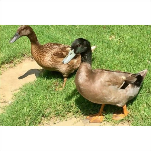 Khaki Campbell Duck Farming