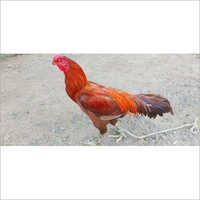 Aseel Chicken