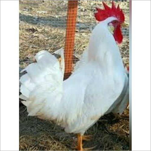 Poultry Cockrail Chicken