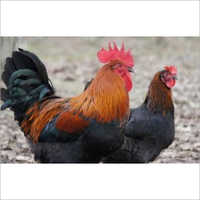 Poultry Kaveri Chicken