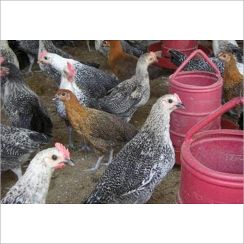 Poultry Sonali Chicken