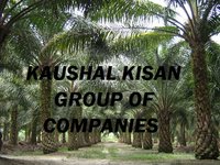 Palm Oil Plant