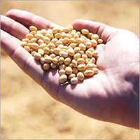 Fresh Soybean Seeds