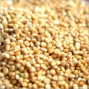 Fresh Quinoa Seeds