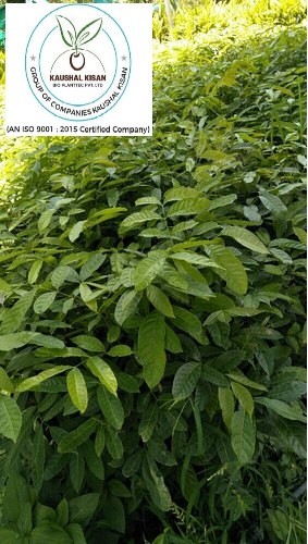 Mahogany Plant