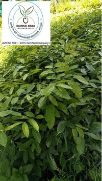 Mahogany Plant