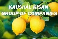 Kagazi Lemon Tissue Culture Plant
