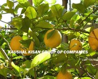 Kagazi Lemon Tissue Culture Plant