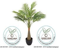 Bottle Palm Plant