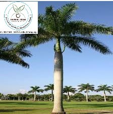 Bottle Palm Plant