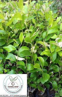 Thai Red Apple Ber Plant