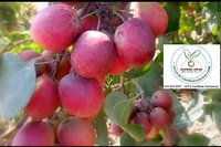Thai Red Apple Ber Plant