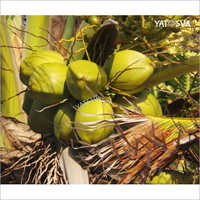 Fresh Tender Coconut - A-grade Whole Green Husked Young Coconut | Fresh, Nutritious Superfood Rich In Fatty Acids