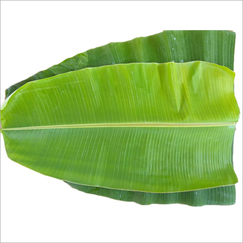 Fresh Banana Leaf