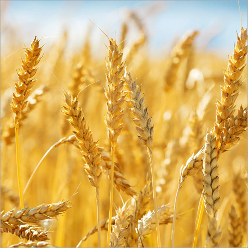 Wheat Grain