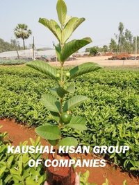 Thai Pink Guava Plant