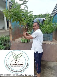 Thai Pink Guava Plant