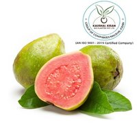 Thai Pink Guava Plant