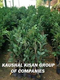 Thai Pink Guava Plant