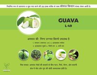 L49 Guava Plant