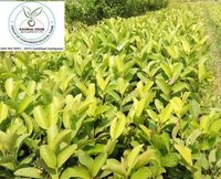 L49 Guava Plant