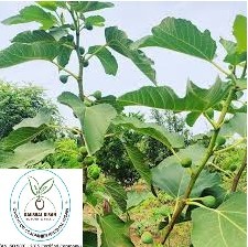 Anjeer Plant