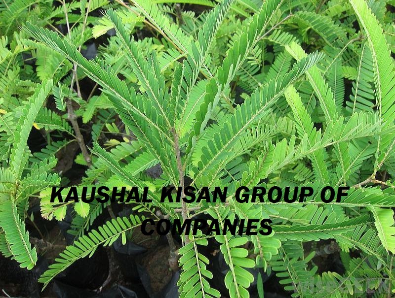 Amla Plant