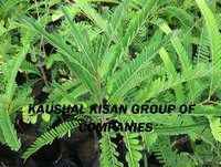 Amla Plant