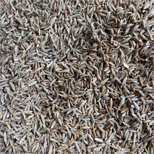 Fresh Cumin Seeds